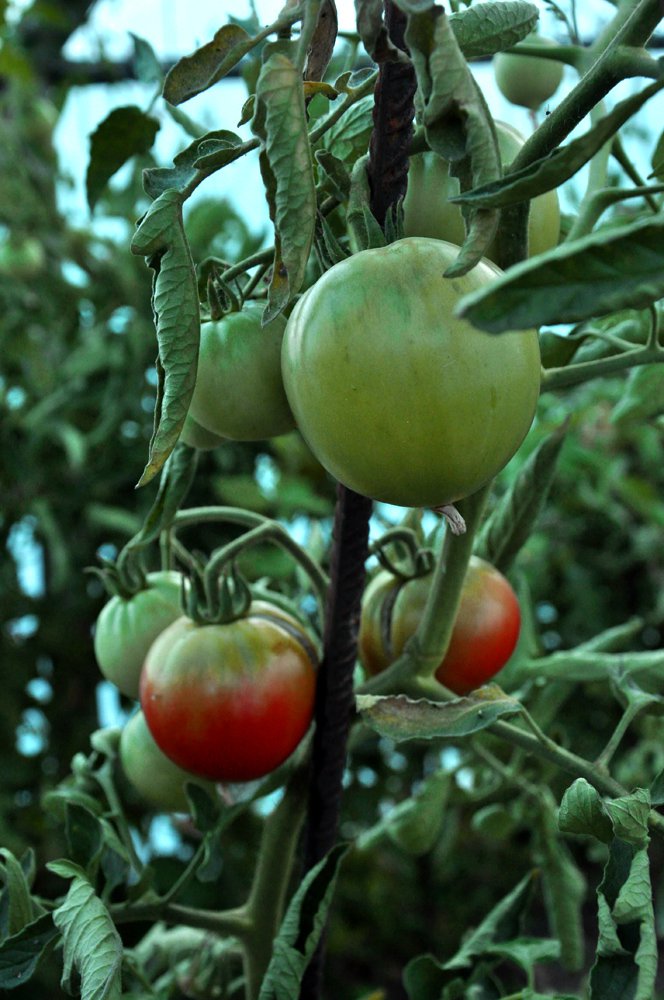 tomate, ecologico, huerto