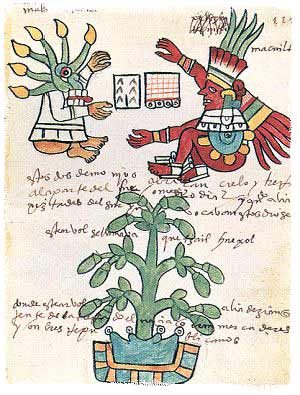 Dibujo azteca del árbol del cacao
